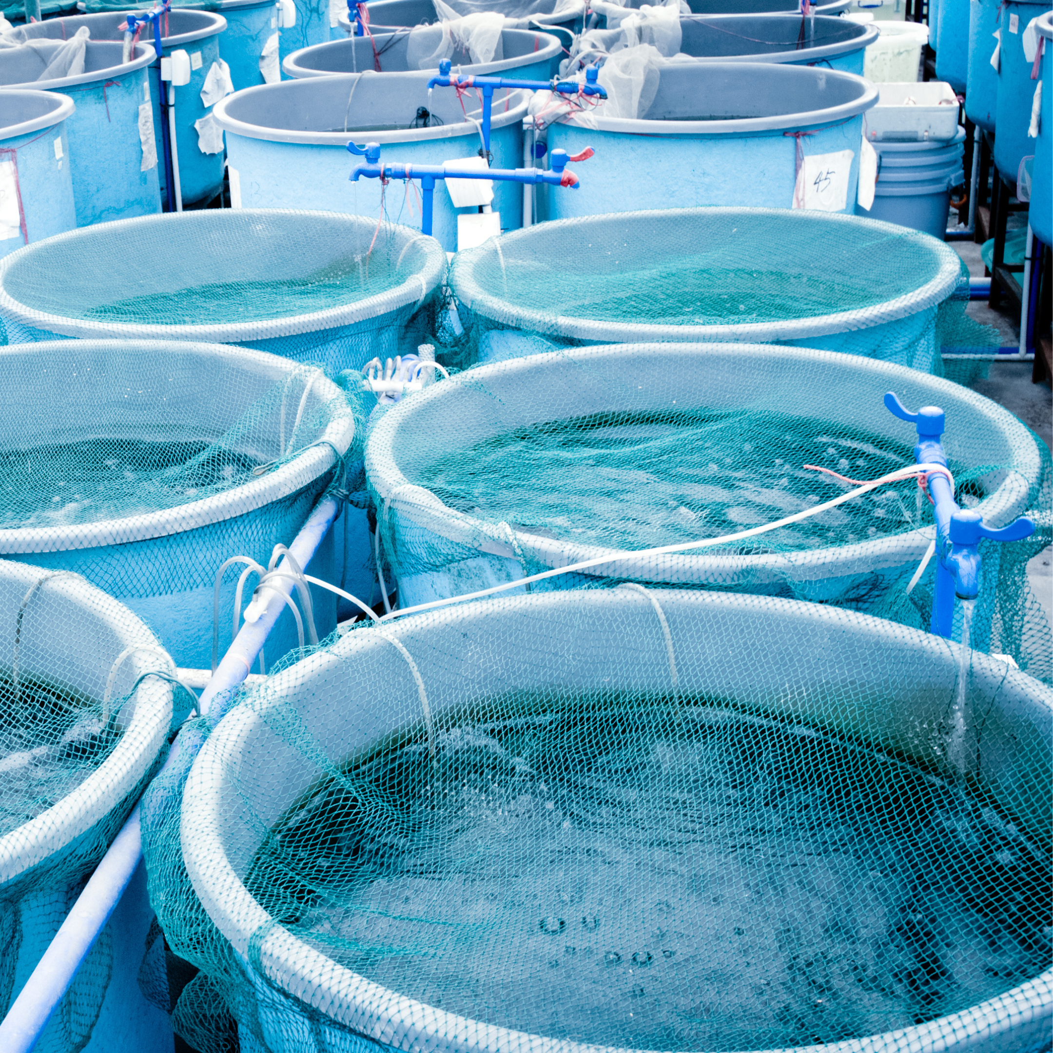 Aquaculture Expansion Project