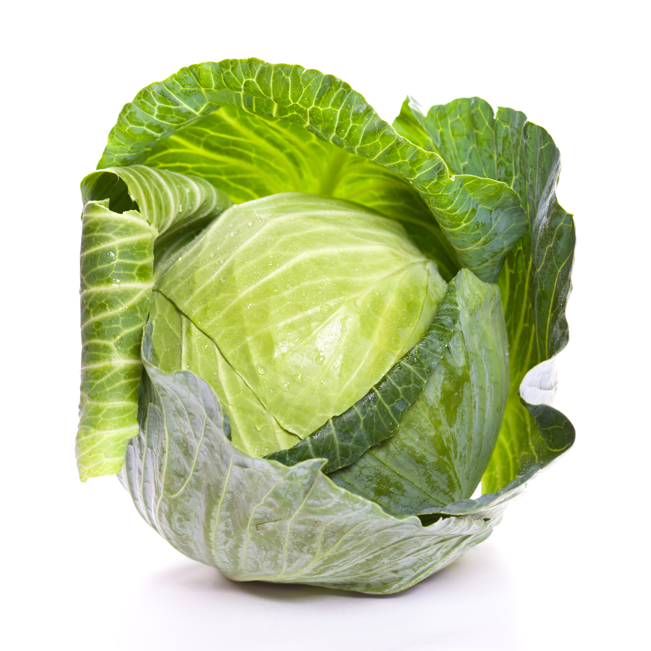 Cabbage