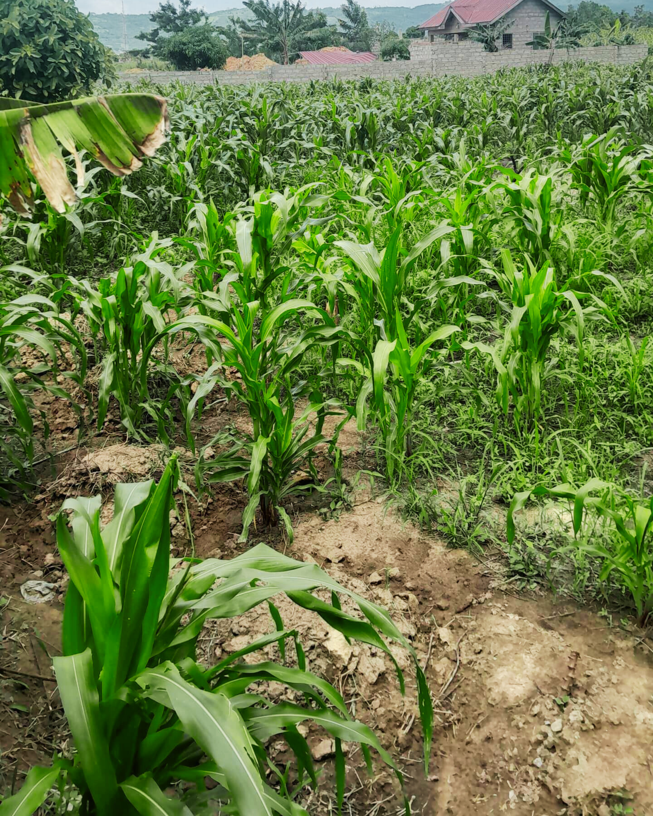 Scenic view of CamaTrust Farms