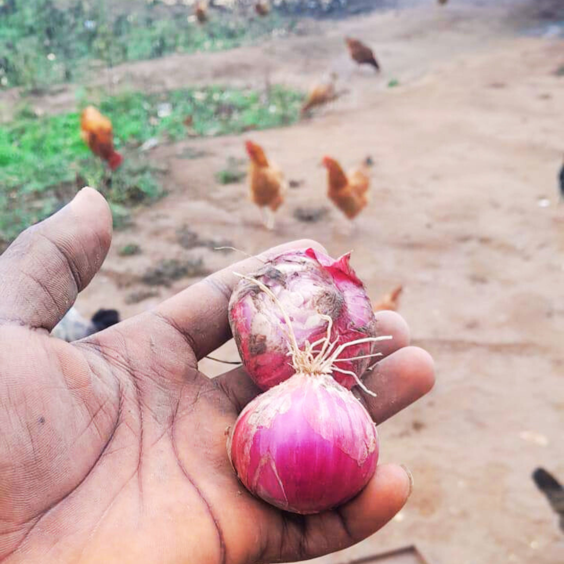 onion