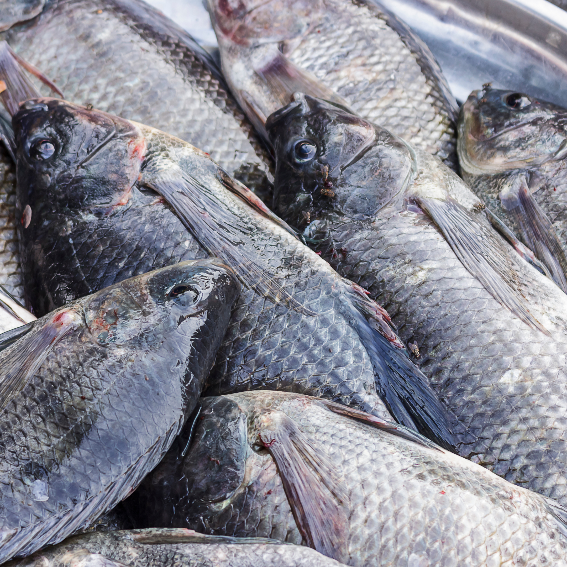 Fish & Seafood