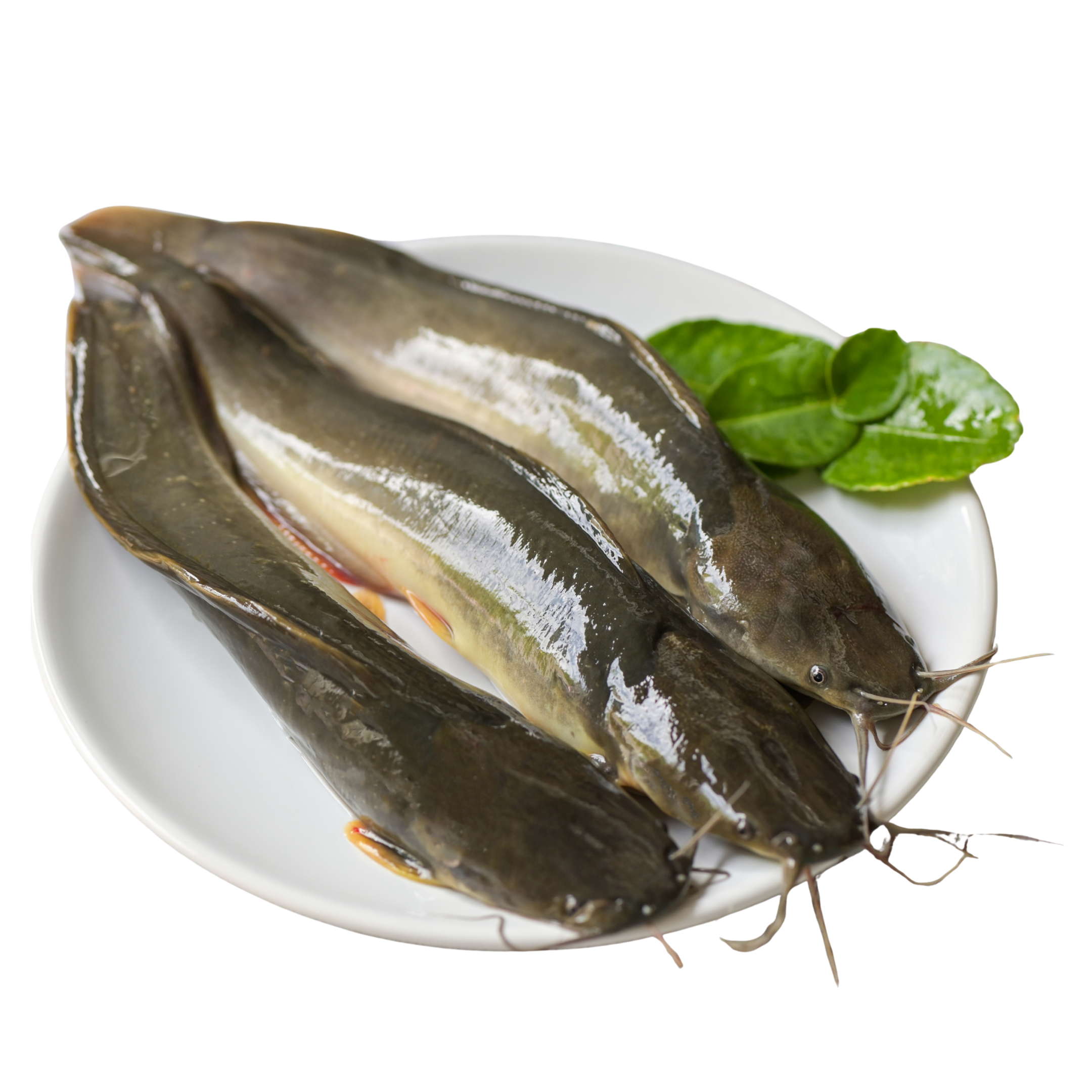 Catfish