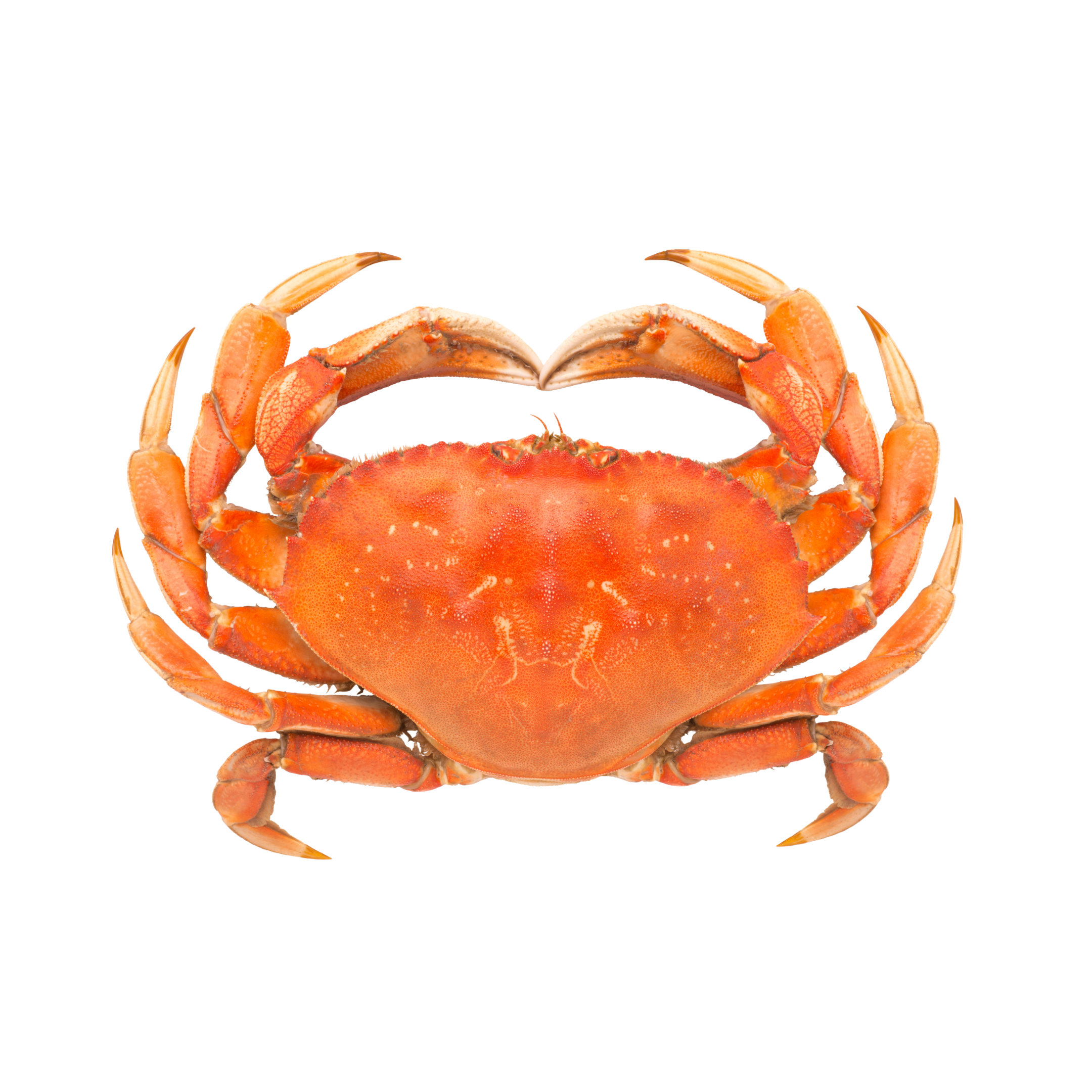 Crabs
