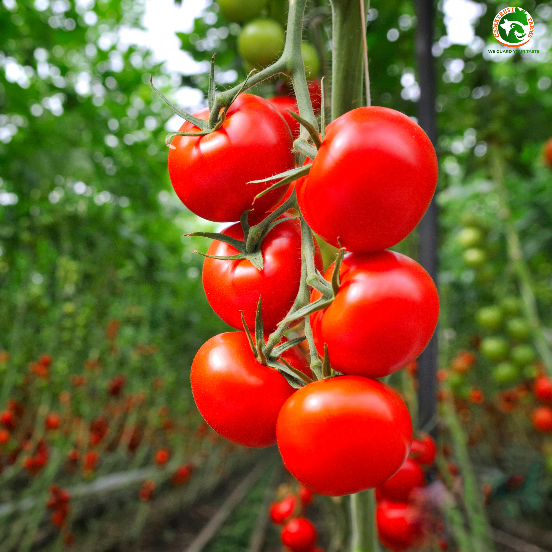 Organic Produce