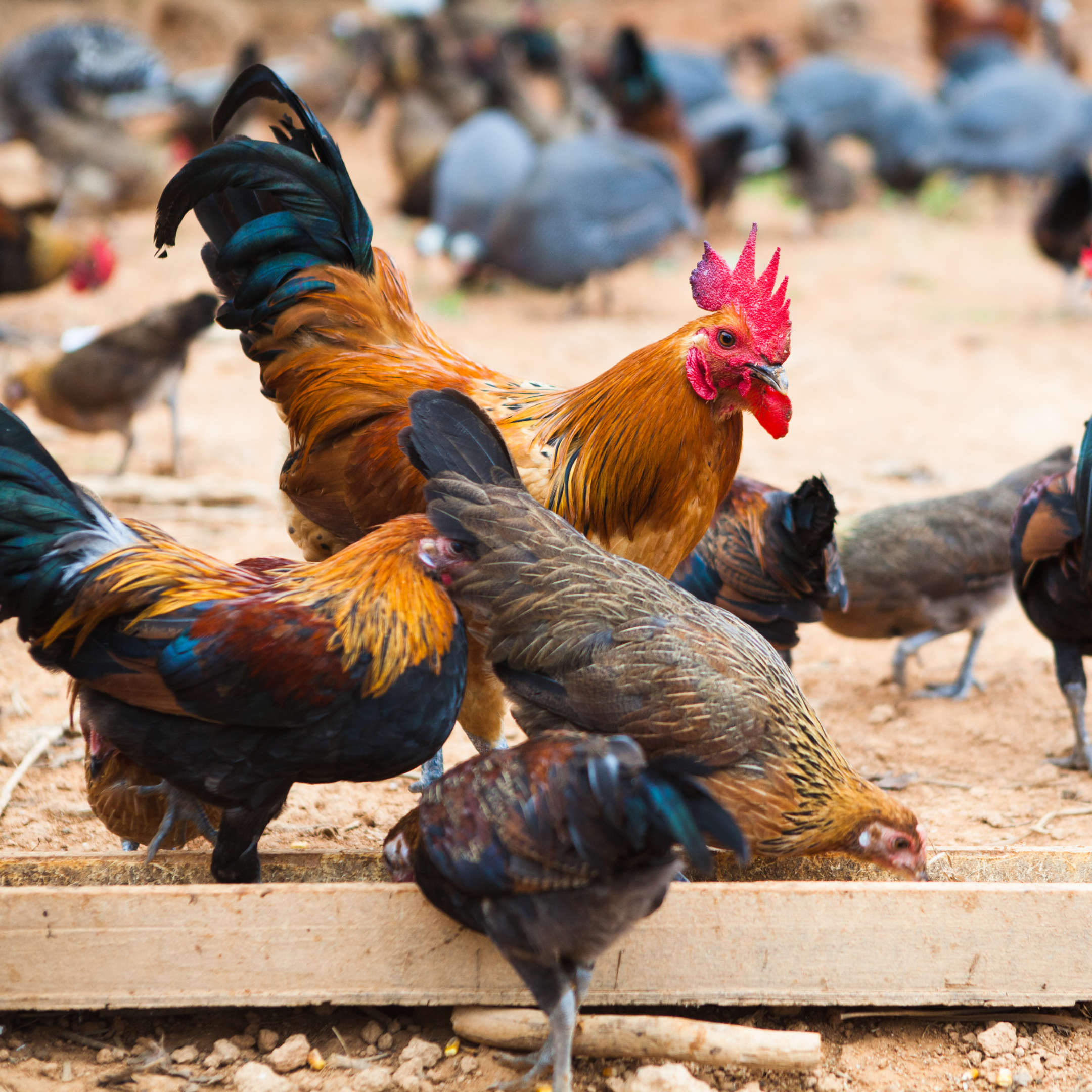Healthy livestock grazing