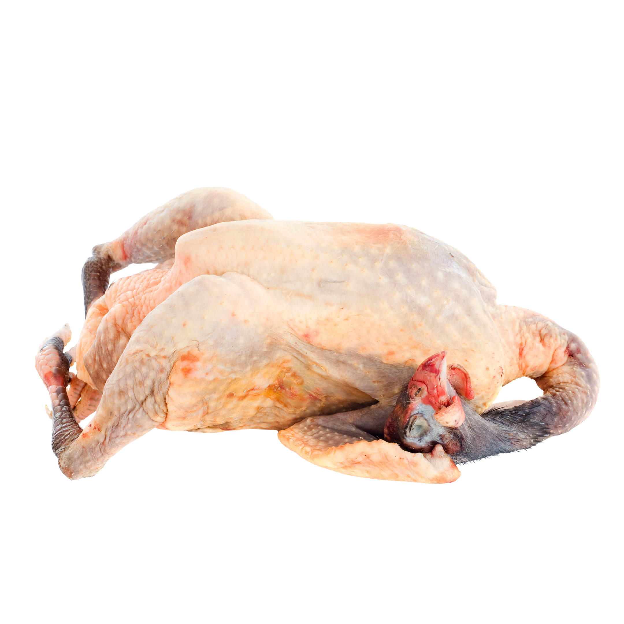 Guinea Fowl