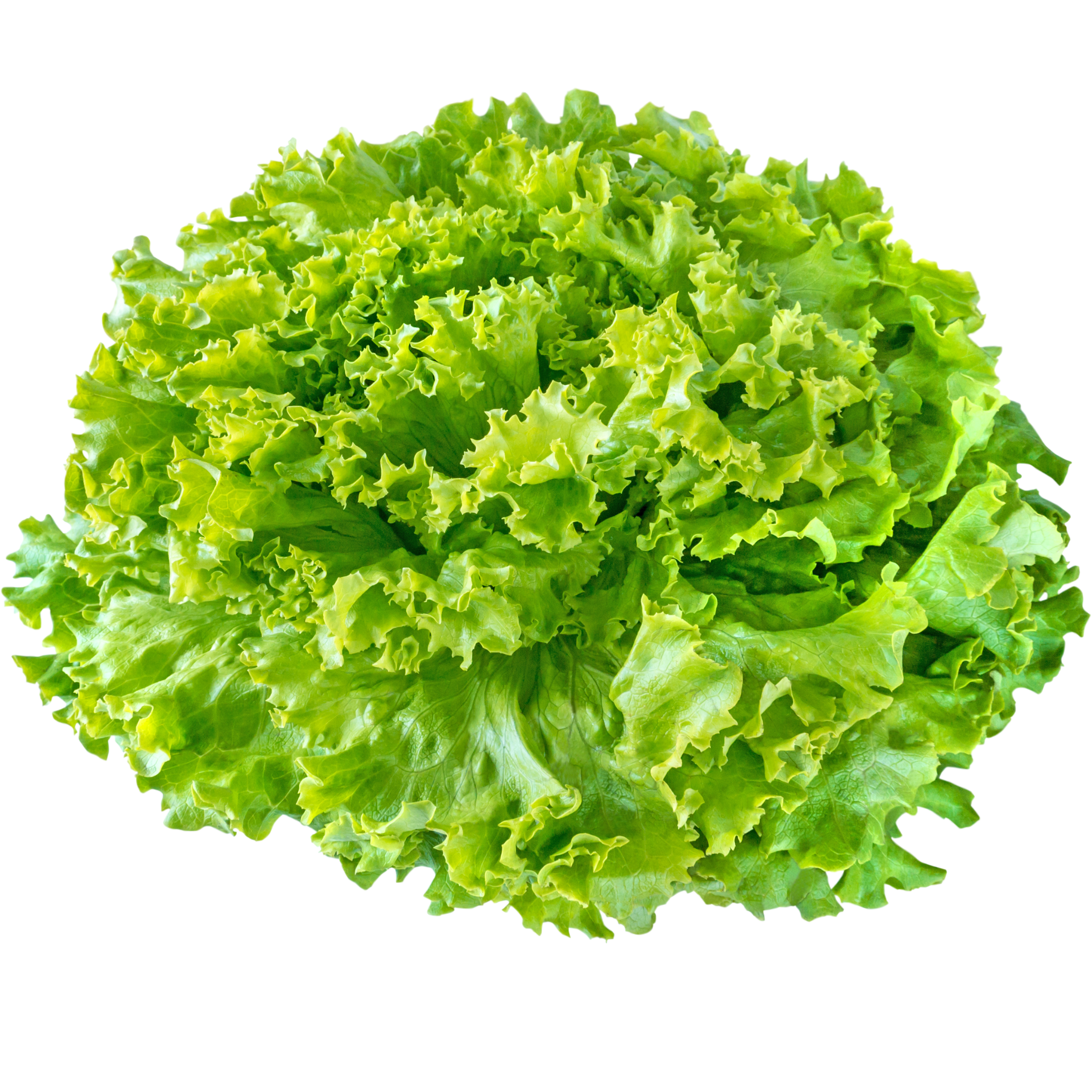 Lettuce