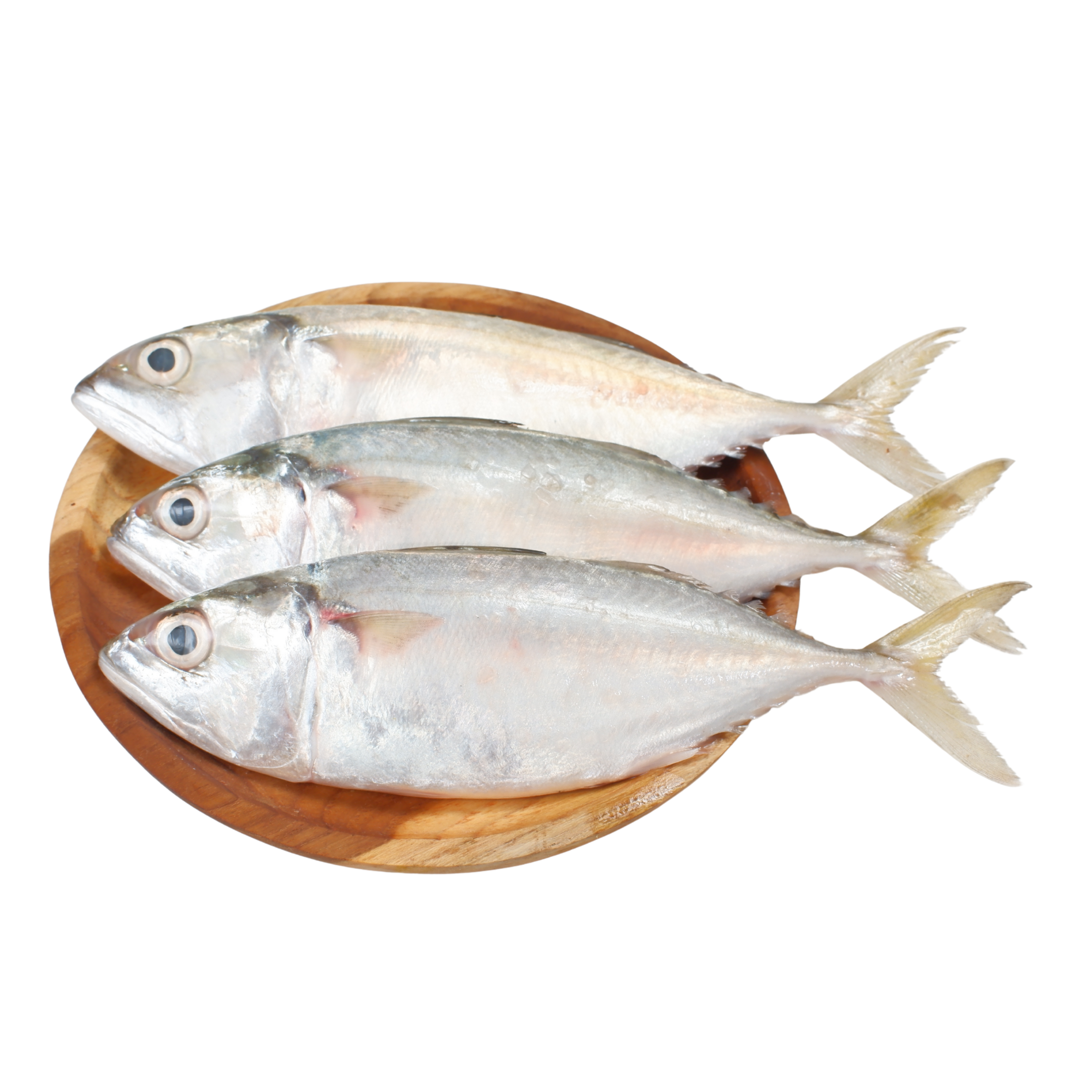Mackerel