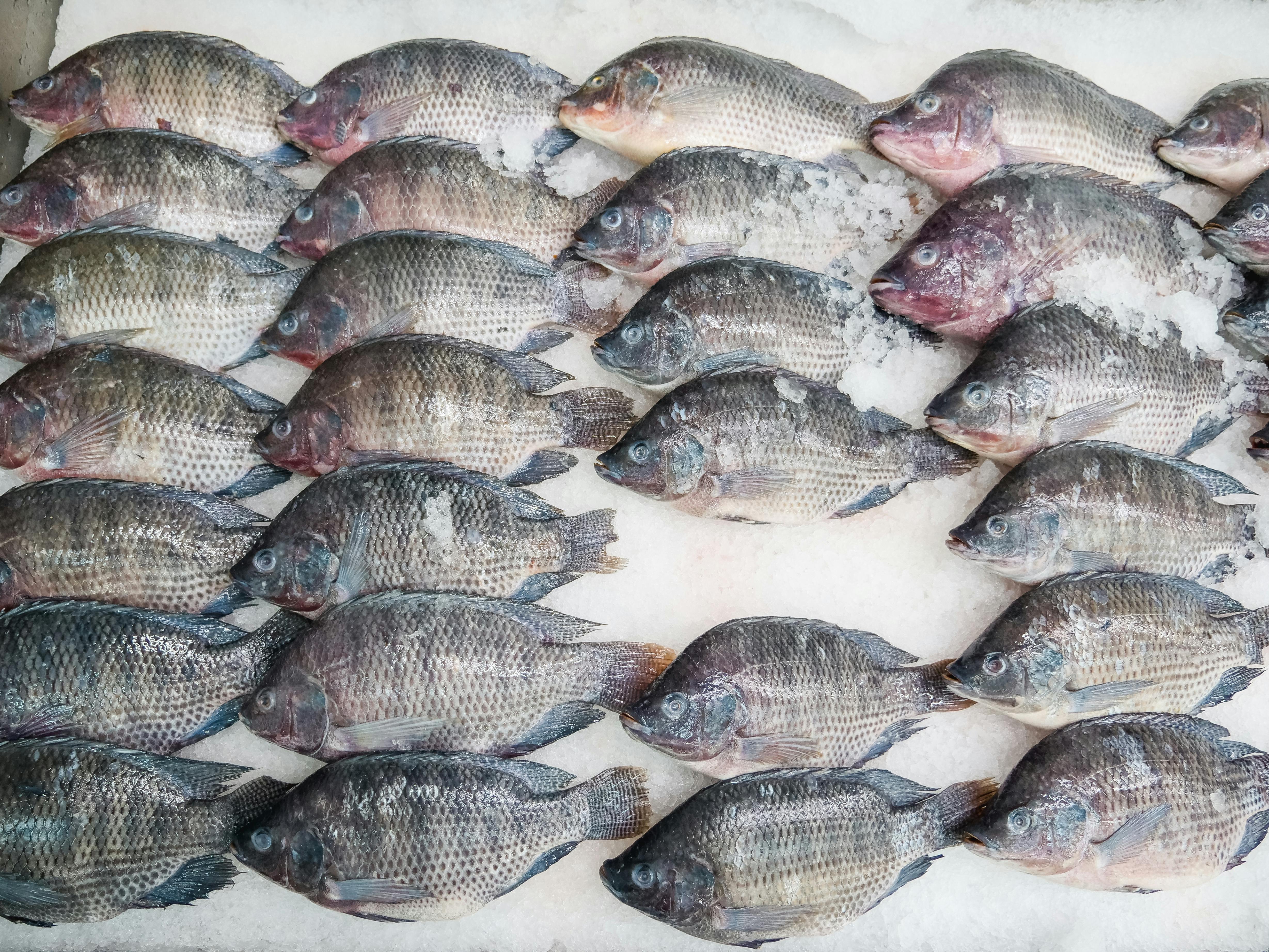 Frozen Meat & Seafood Supply