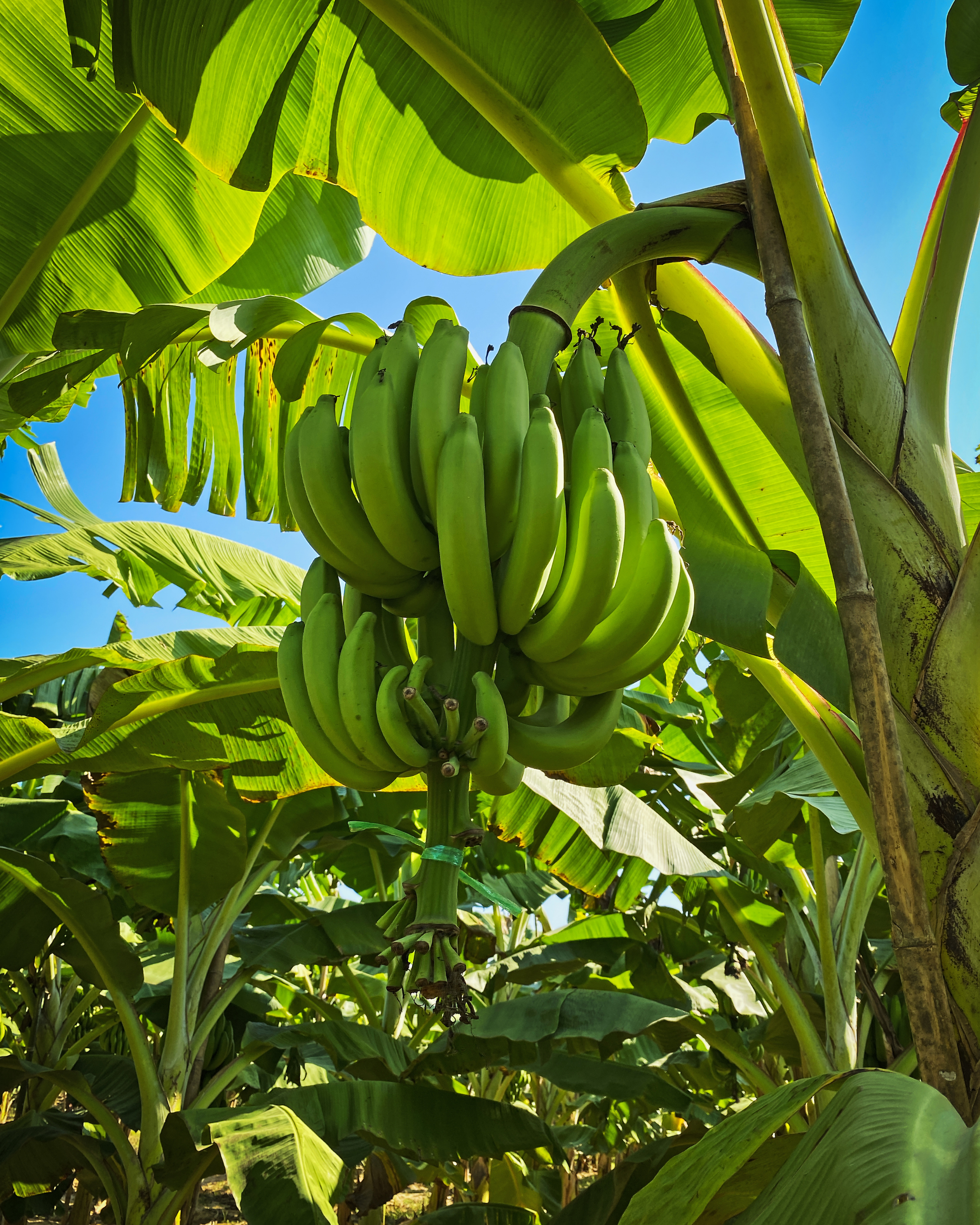 Plantain Plantation Development