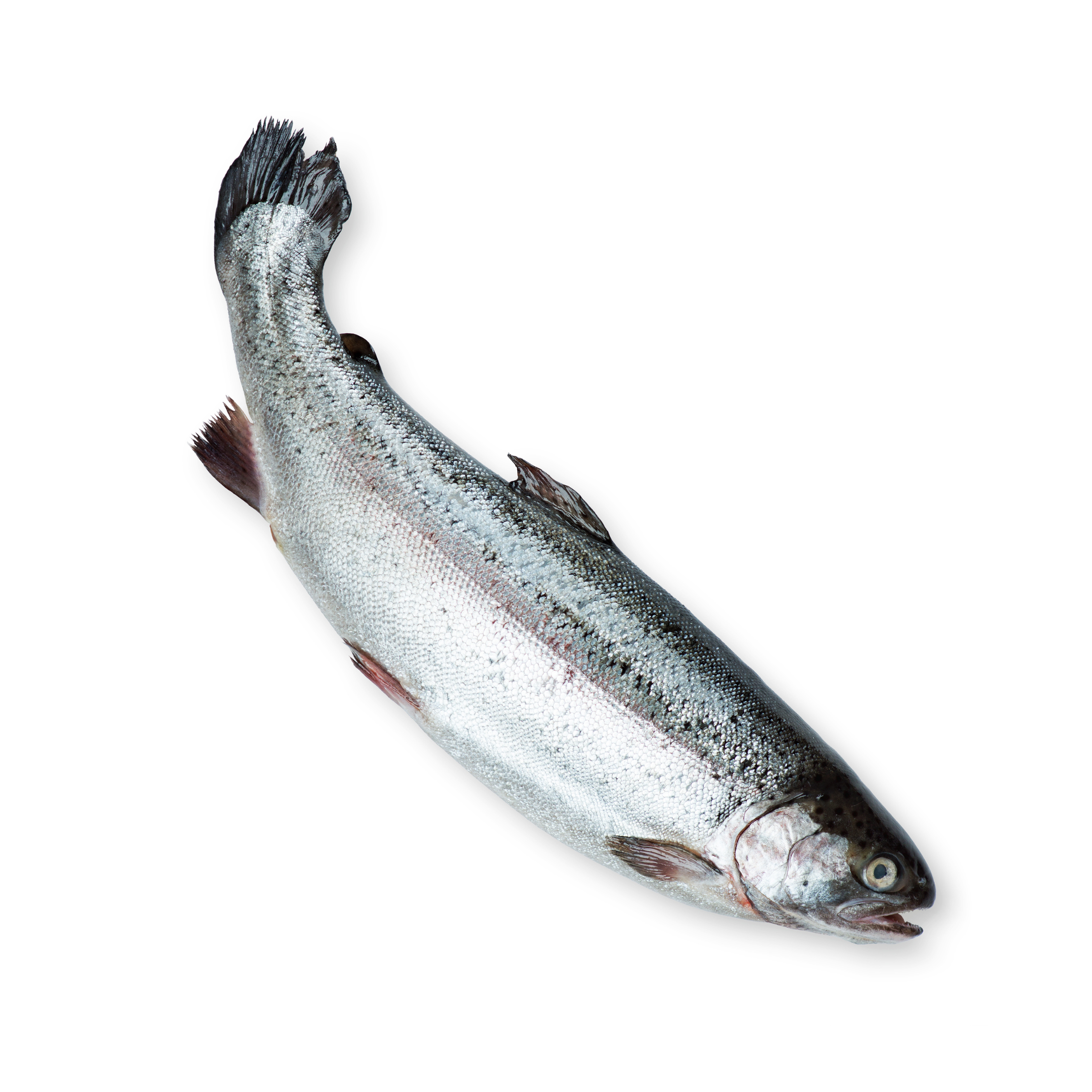 Salmon