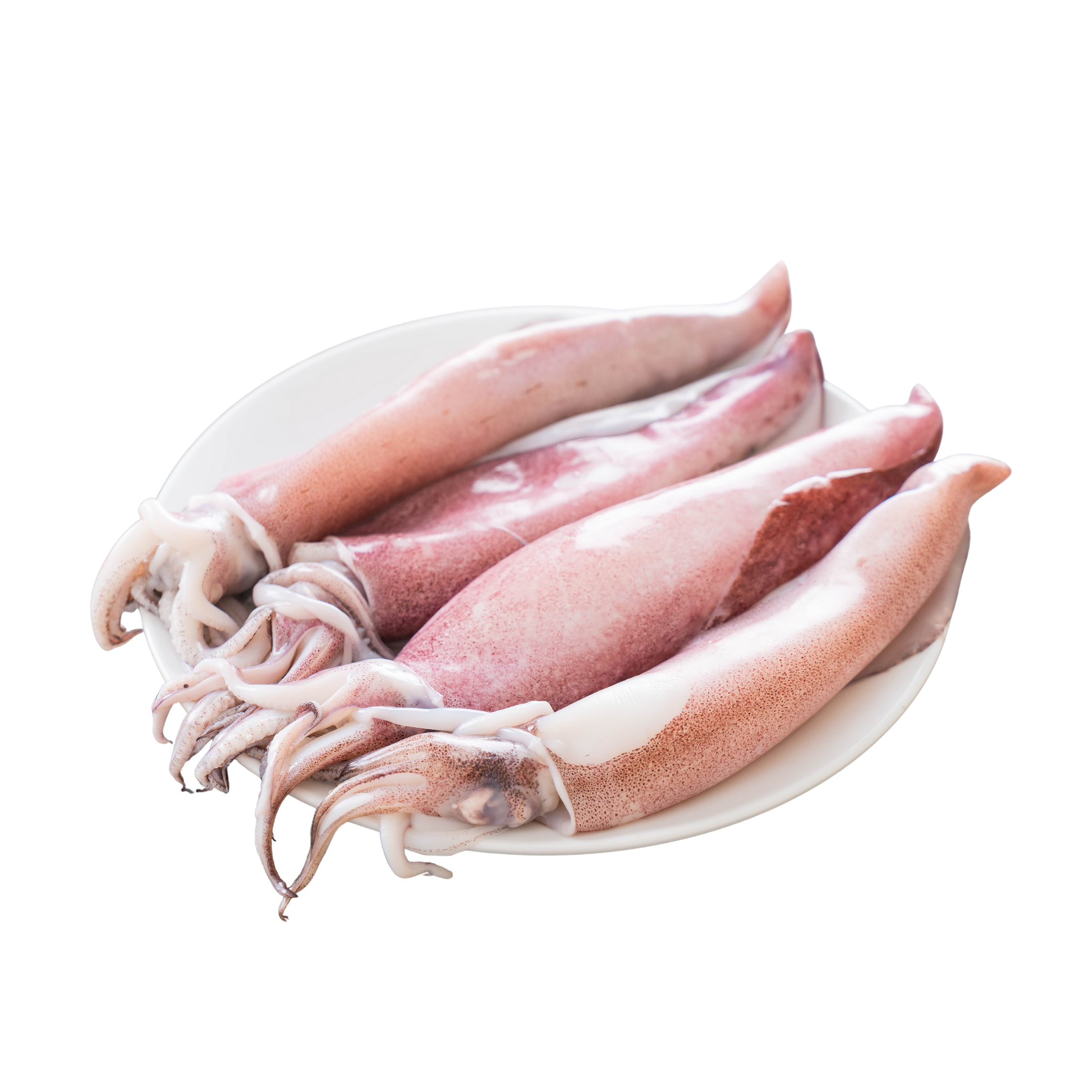 Squid