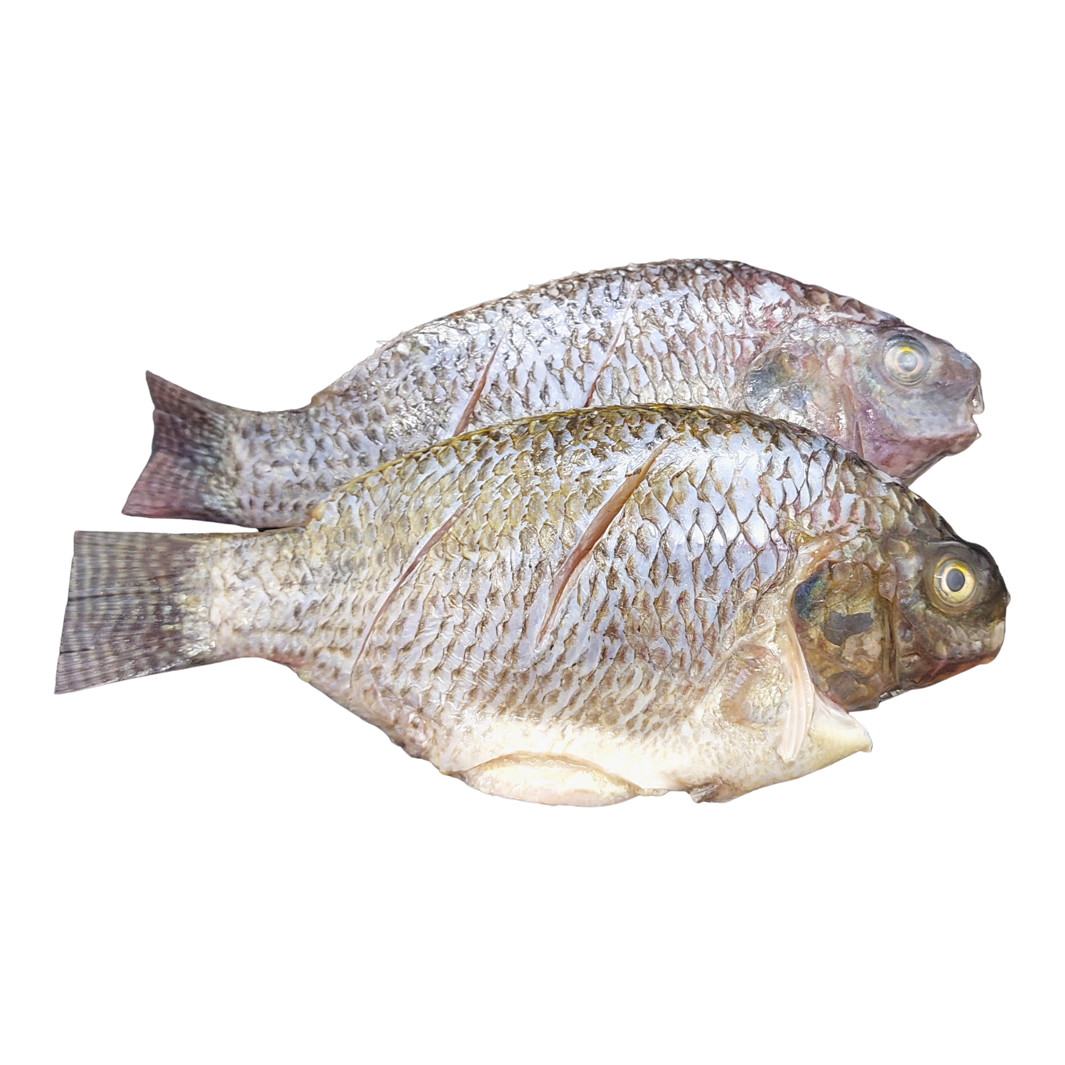 Tilapia