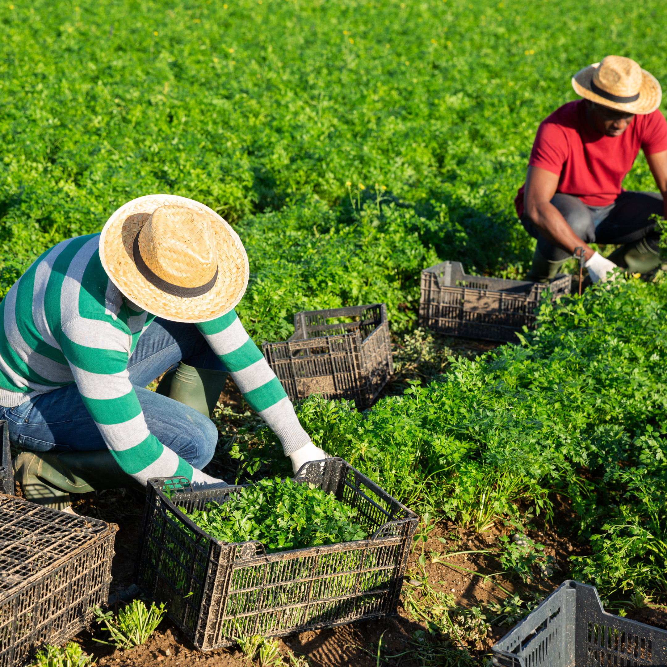 Men working on the farm